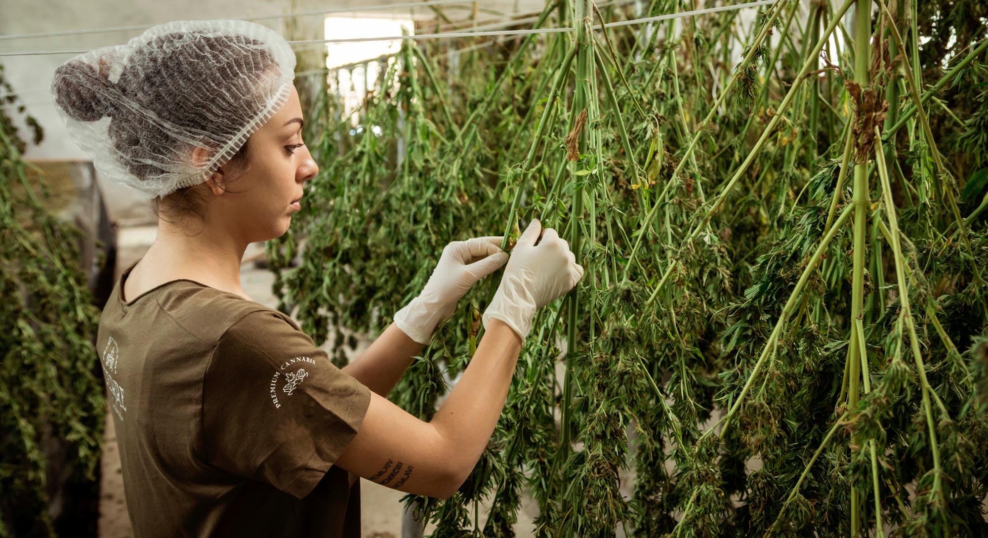 GLL-LongForm-Blog-HighRiskMerchant-Dispensary-2000p
