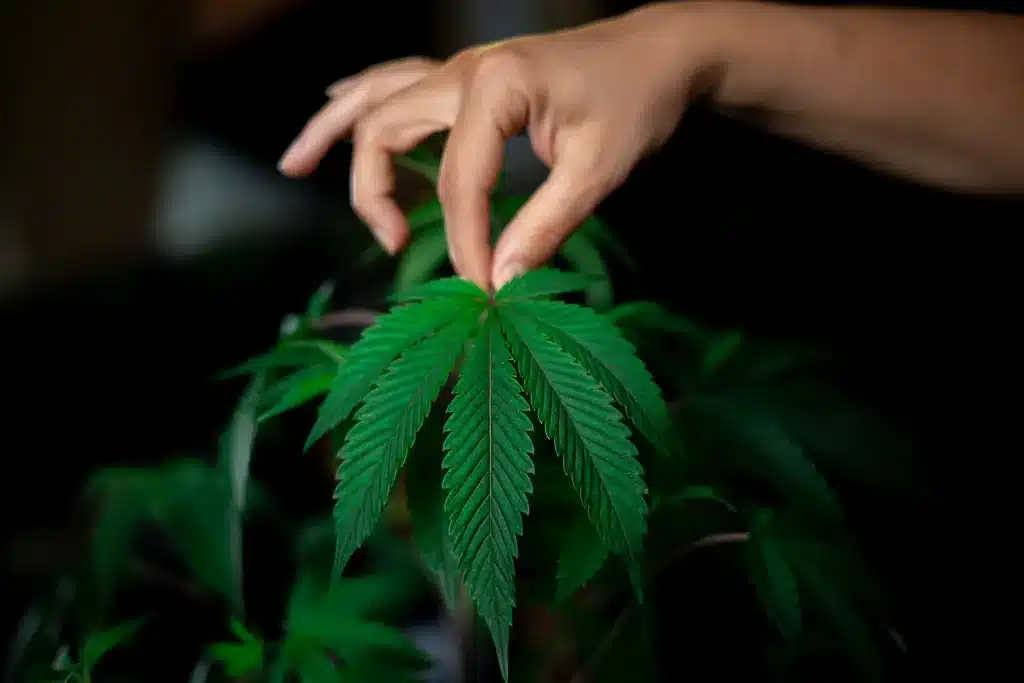 GLL Blog DEA says THC-O is not Hemp